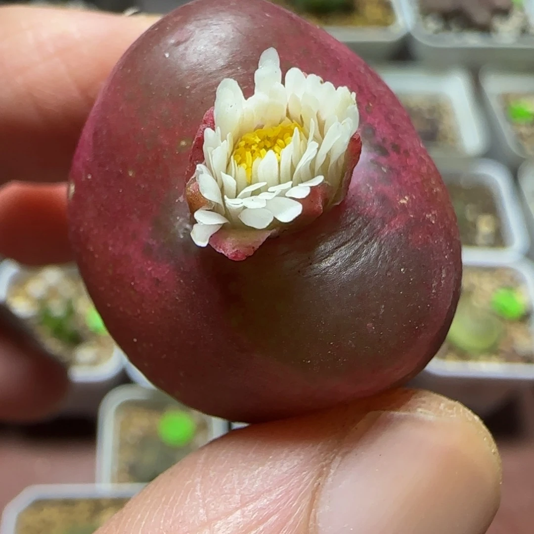 2.6+漂亮多肉植物73