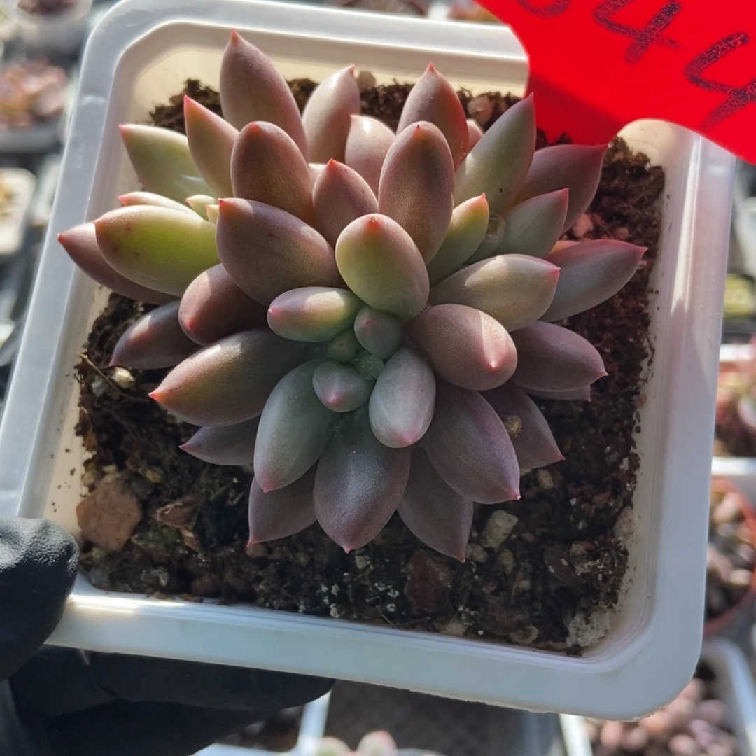 644车厘子多肉植物