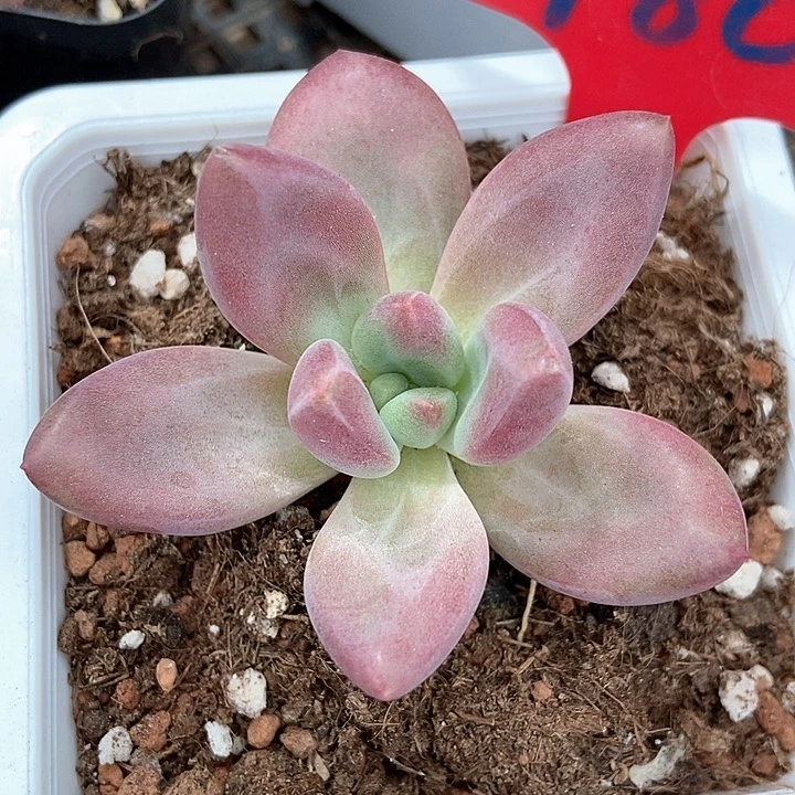 多肉植物赫菲980