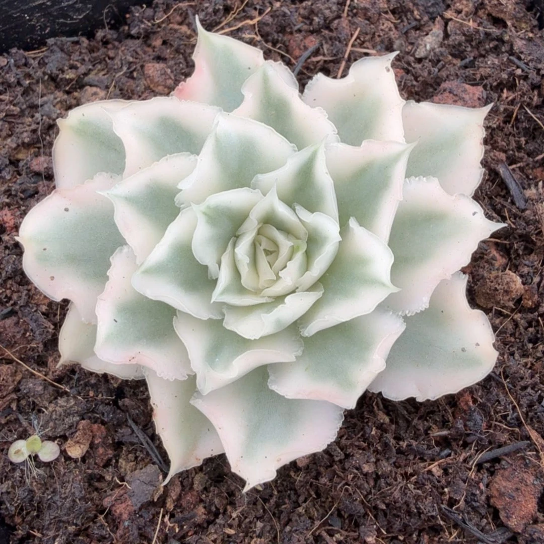 紫蝴蝶锦大锦边腹欧你锦