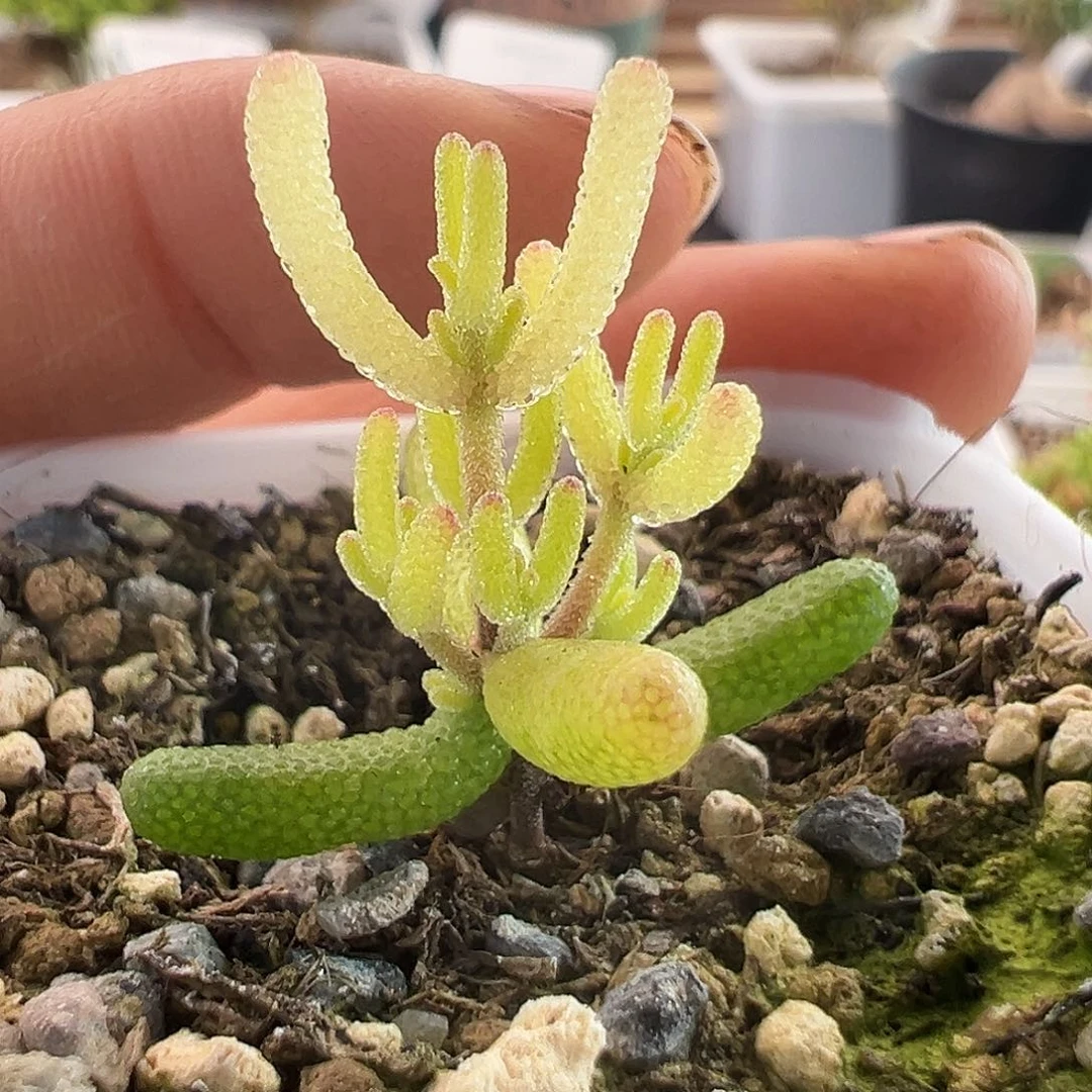 30号真飞机猪1.3多肉