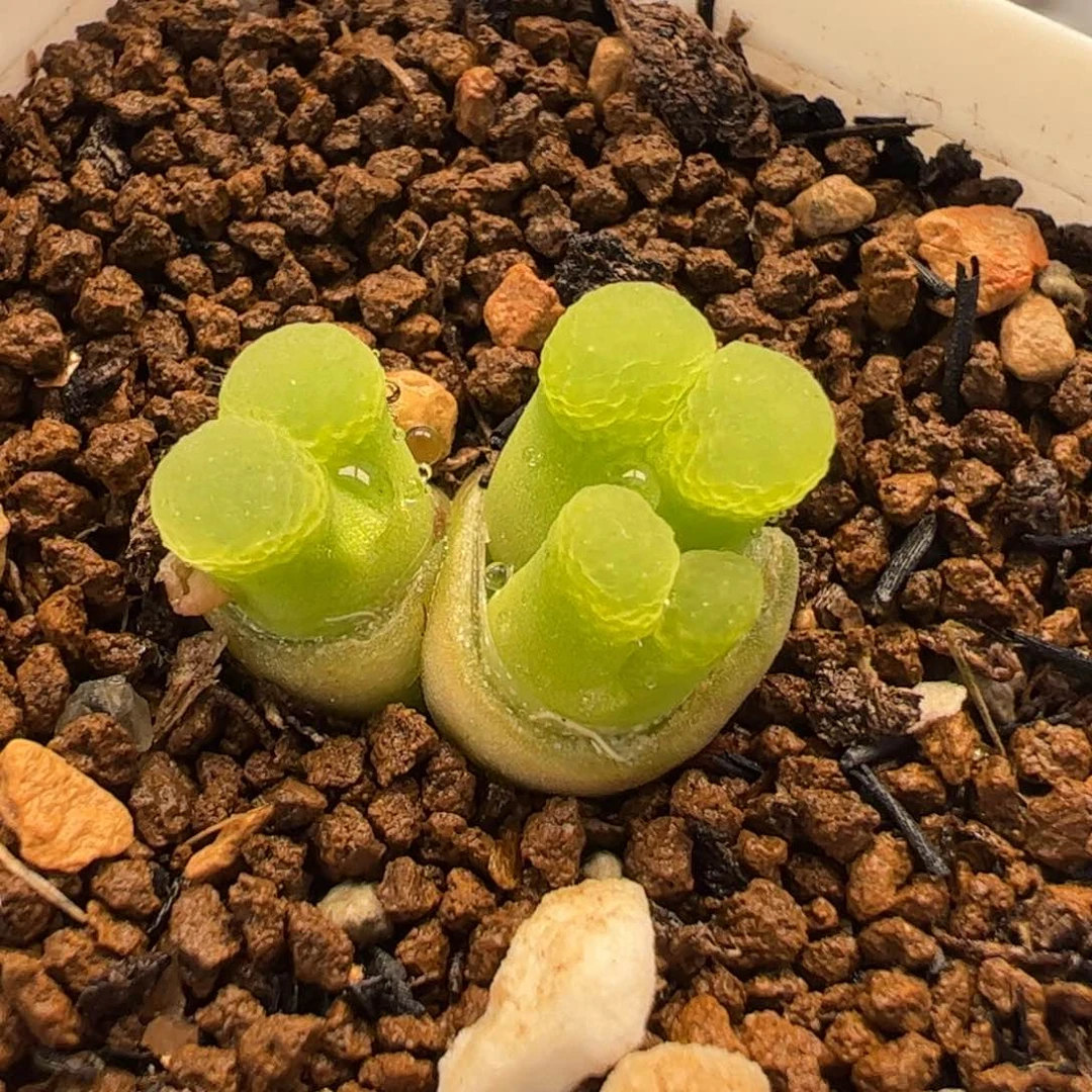 152多肉植物组合