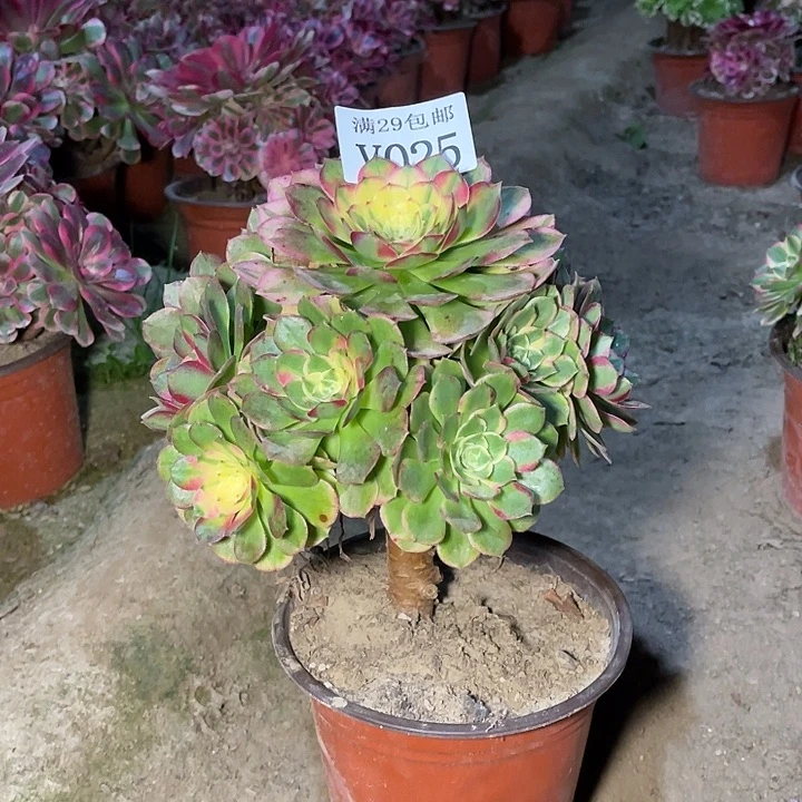 025海王     多肉植物