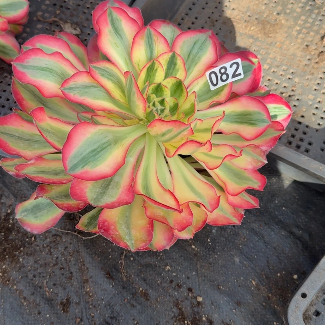 082多肉植物爱丽丝