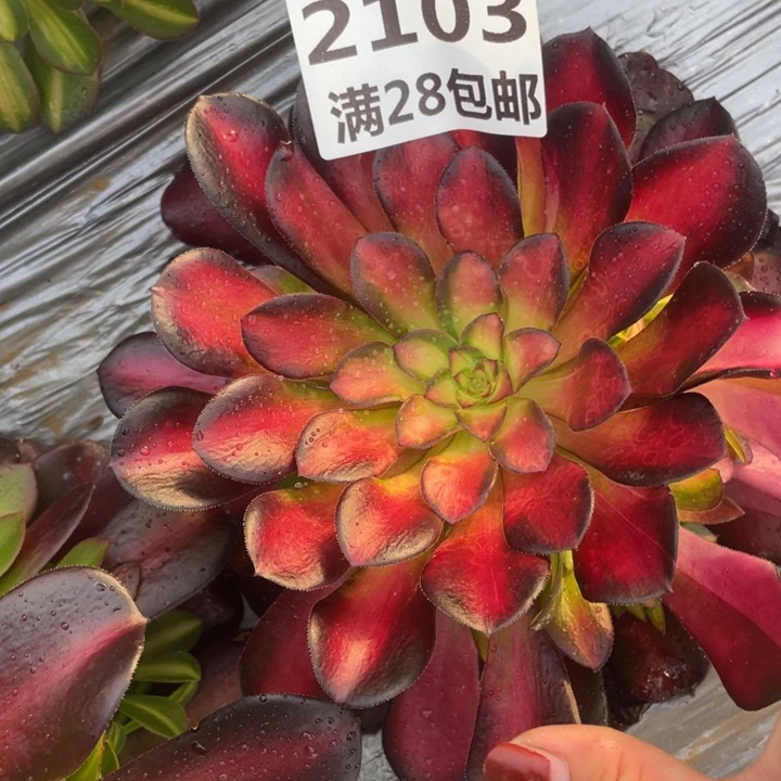 2103夕阳多肉植物一号棚M