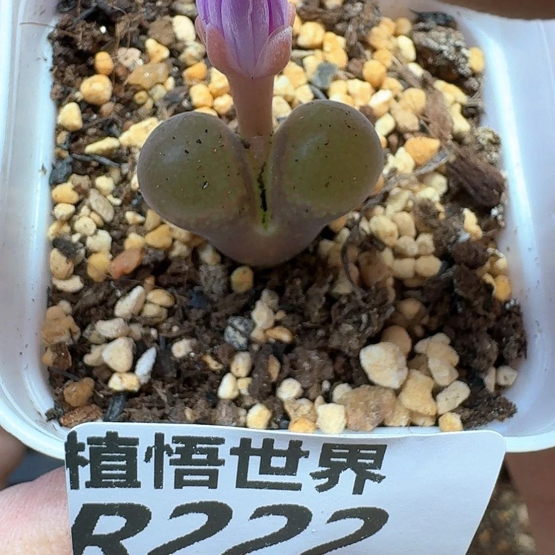 多肉植物发润泽剂风格