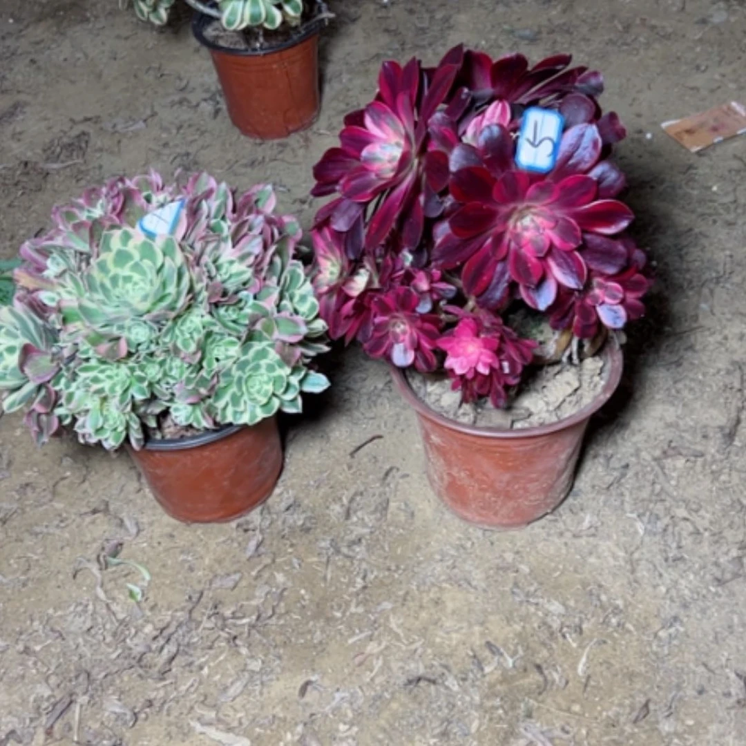 【闪购商品】小**。多肉植物凤冠砍过不售后5