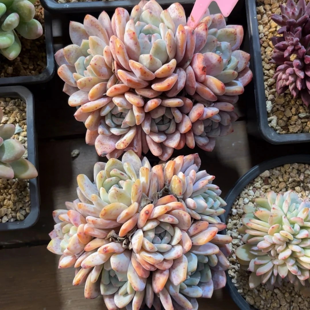 无花朵111111111111111