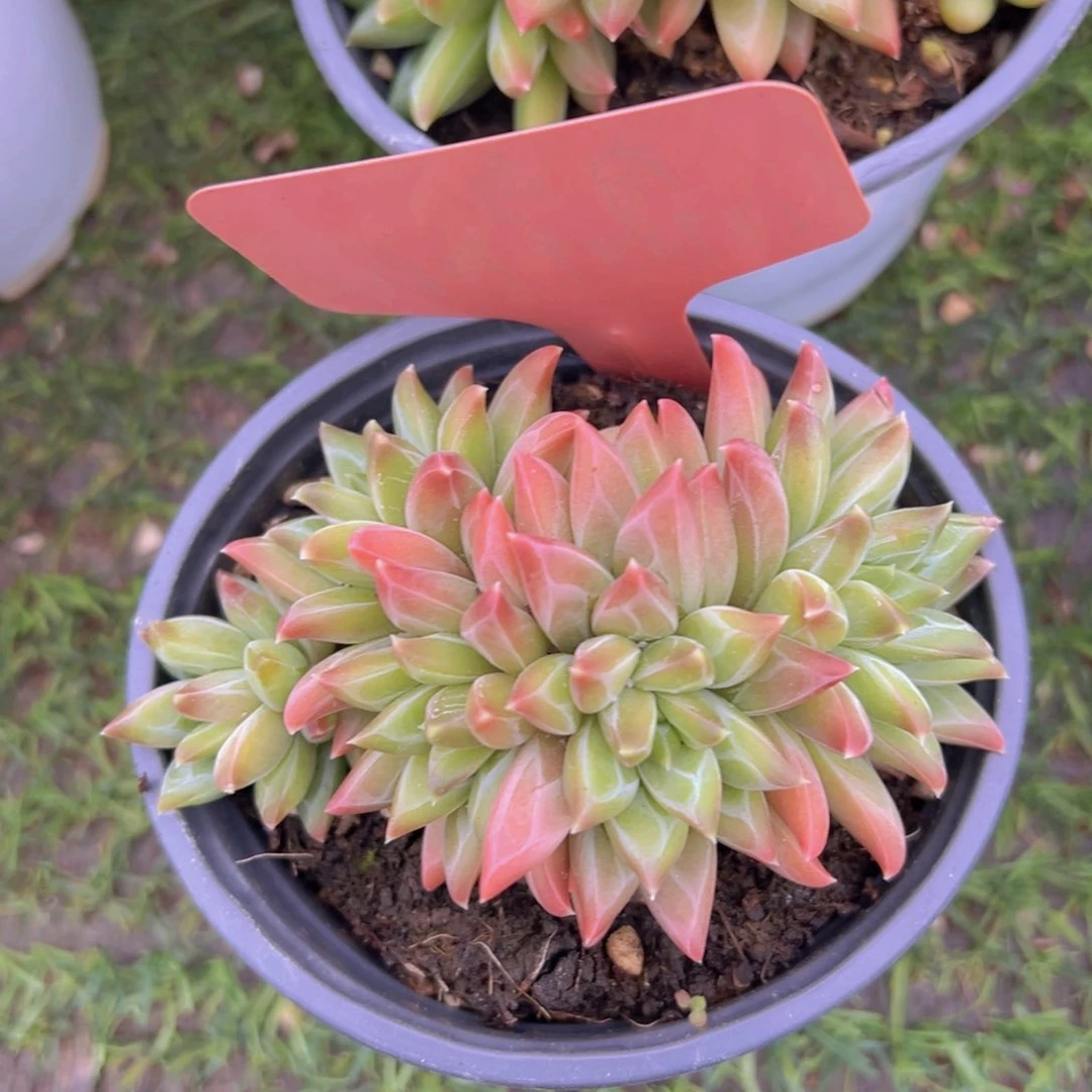 福利来了来了来了来啦