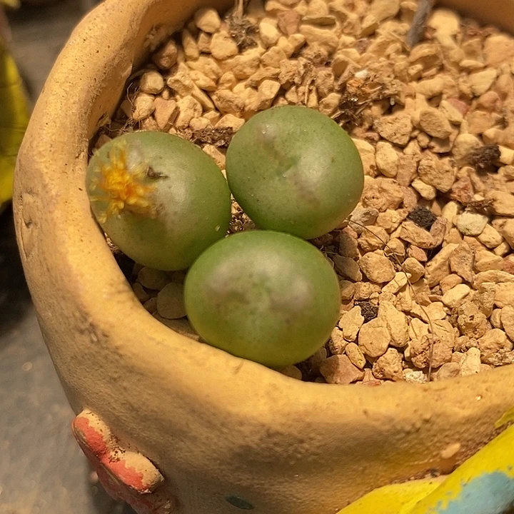 951桃割娘杂交一颗。