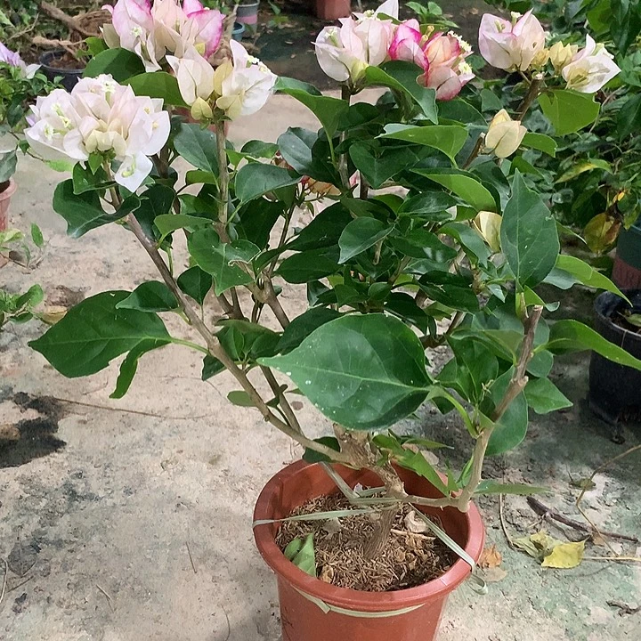 当前无花栽培后可以开花金娆