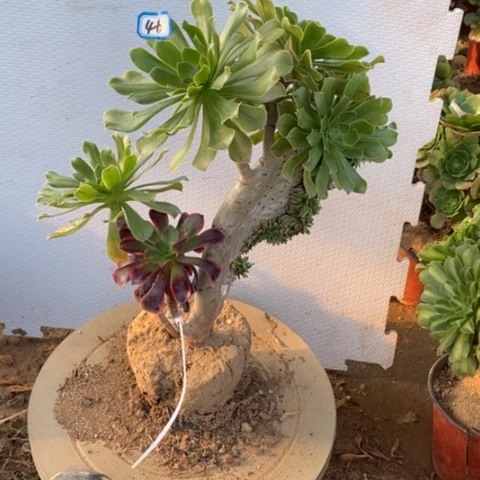 原始绿缀嫁接微瑕一物一拍