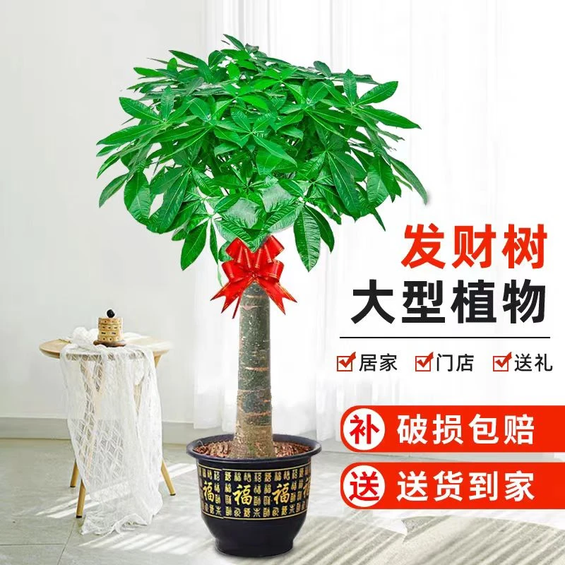 【送货上门】1.6-1.8米发财树适合室内办公室客厅开业摆放大型绿植
