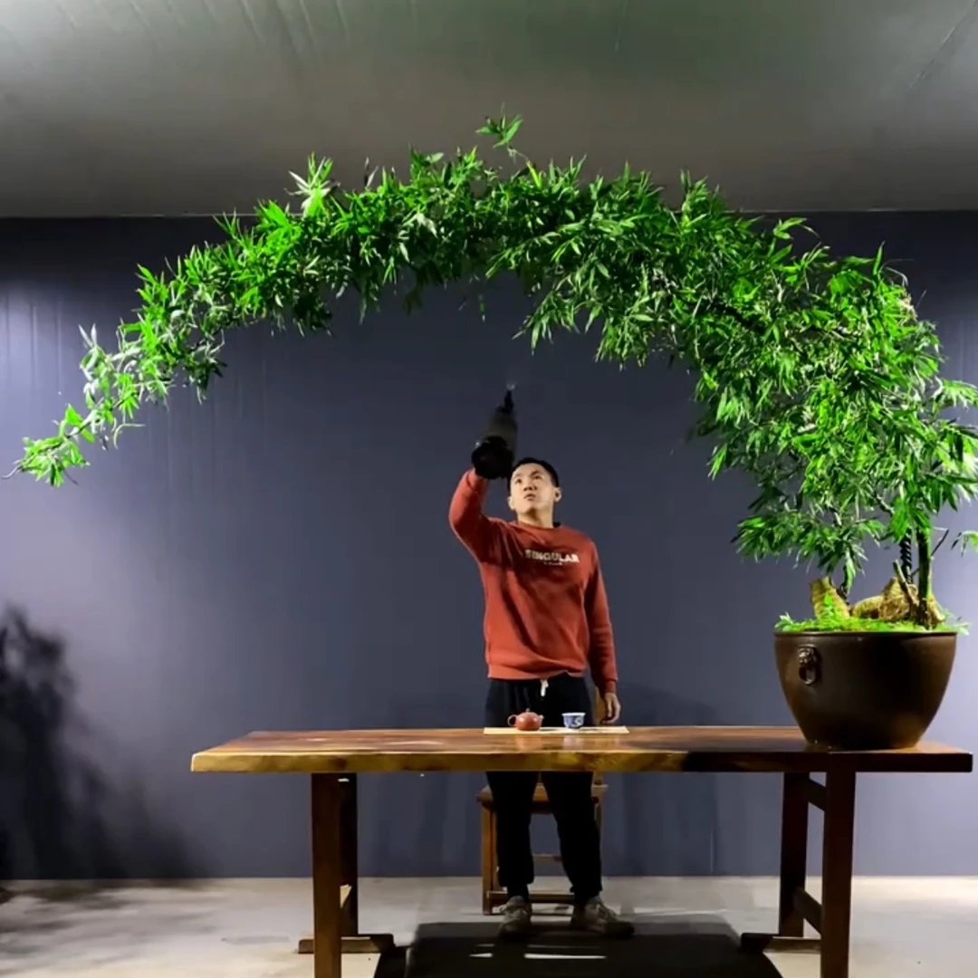 提升装修高级感的盆景推荐 高货连体小叶簕竹置身竹林意境