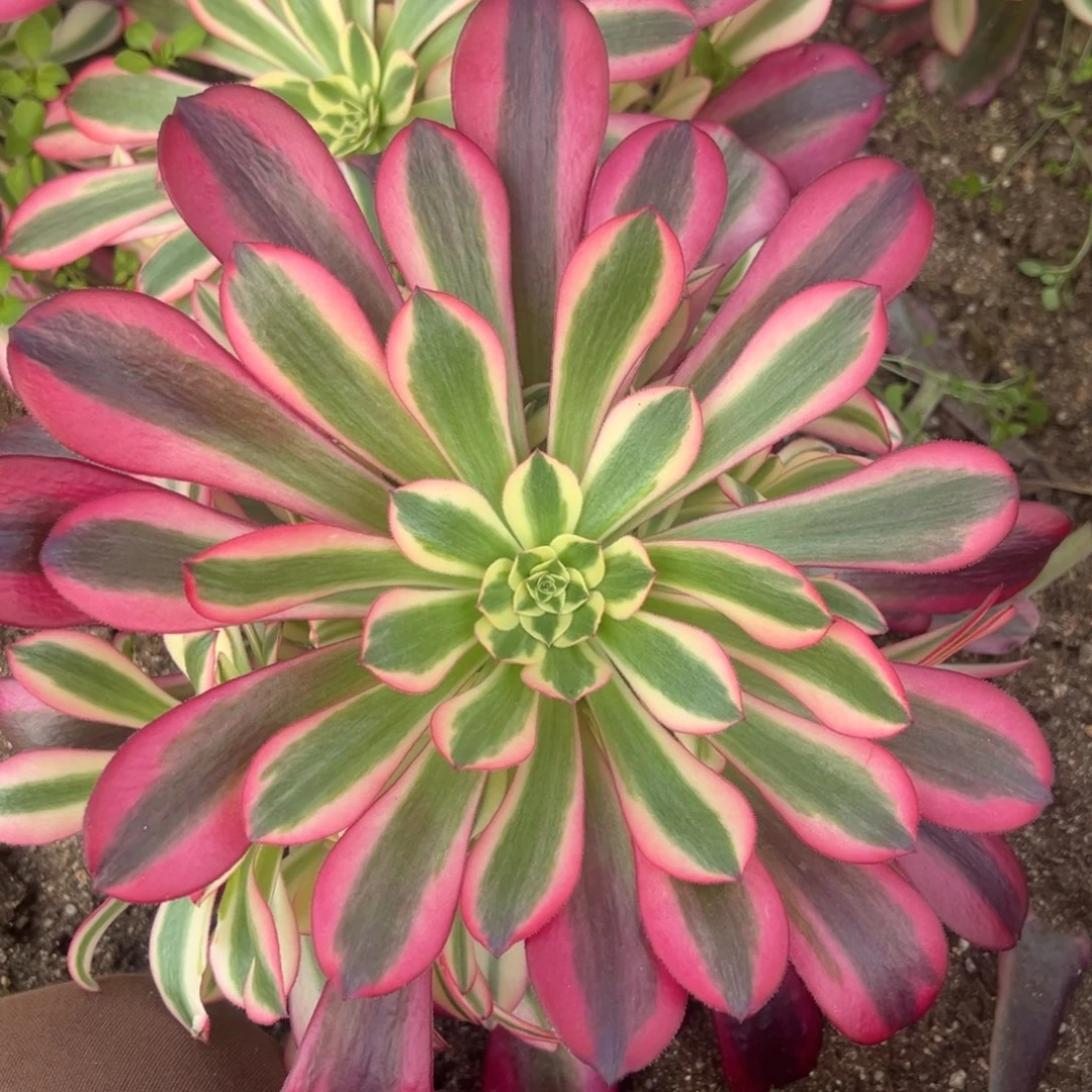 美杜莎多肉植物手捧