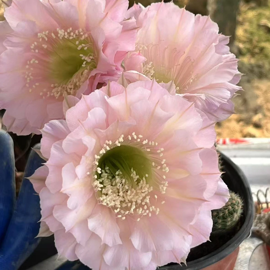 彩草无根侧芽歪G4203