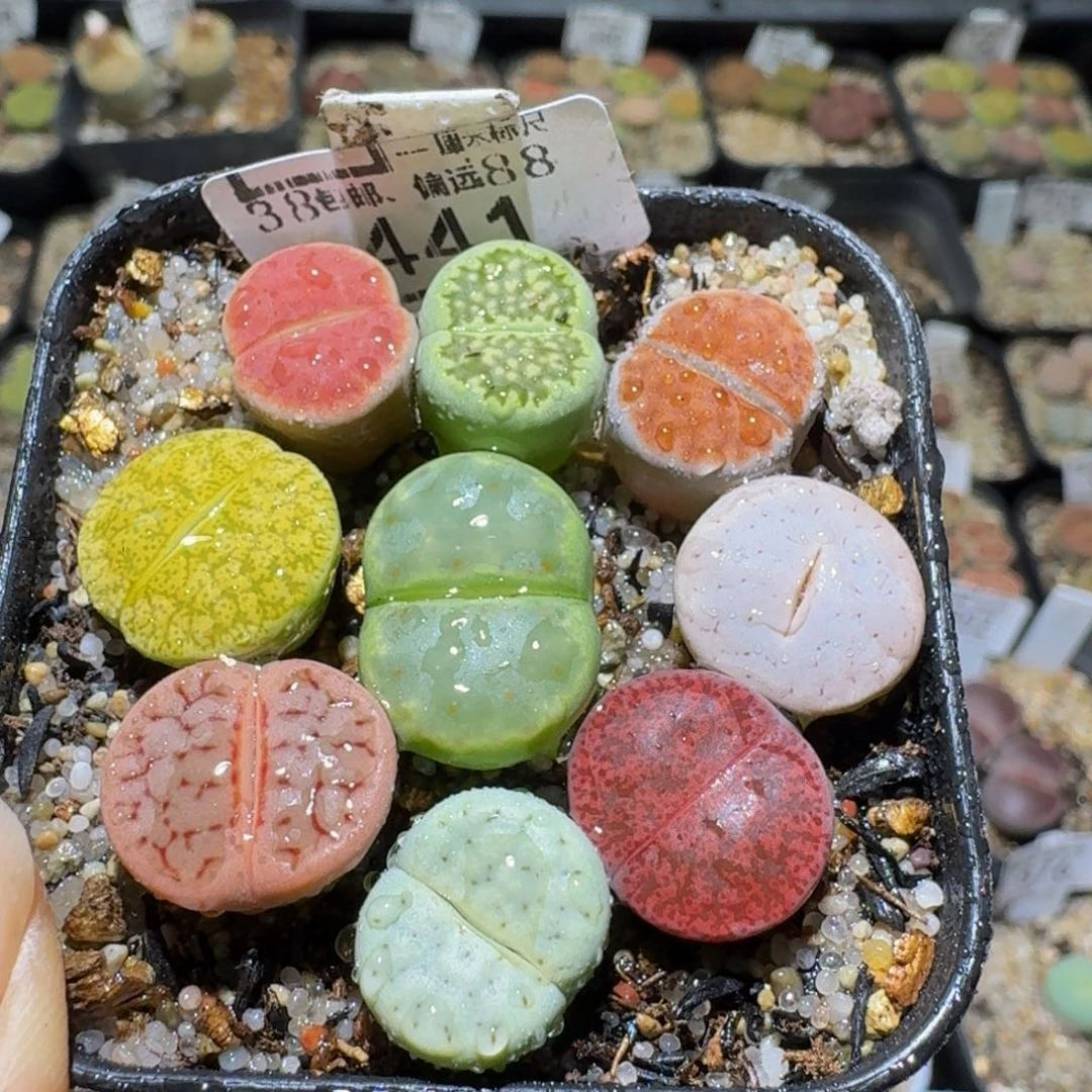 Ssss好便宜好便宜441