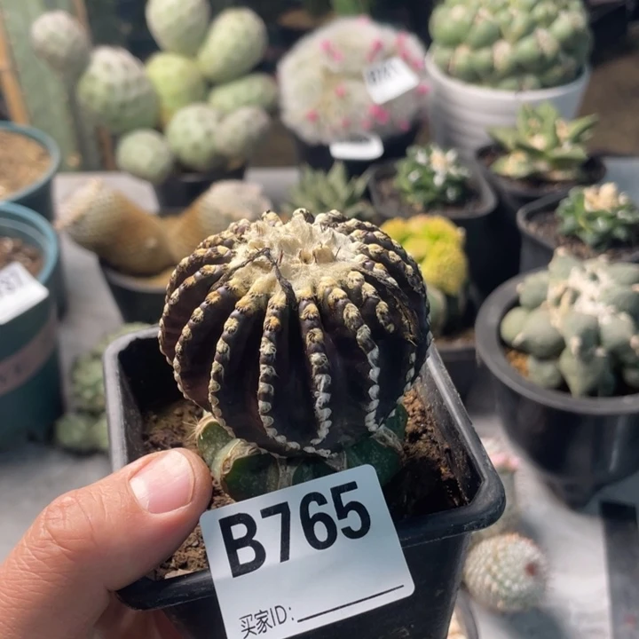 765奇特仙人球一个