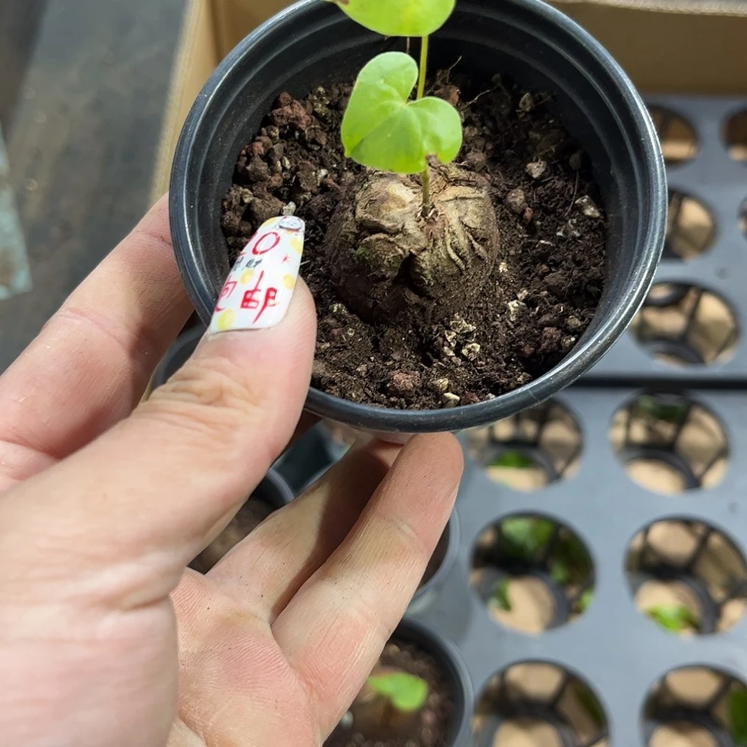 ?6261一物一拍单头