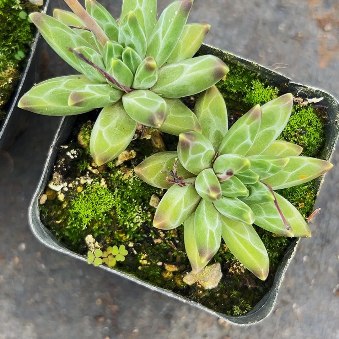 1颗美人系列多肉植物