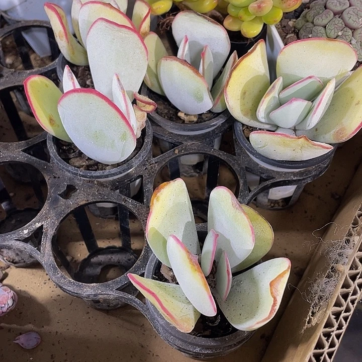 白眉3.8带盆土发货