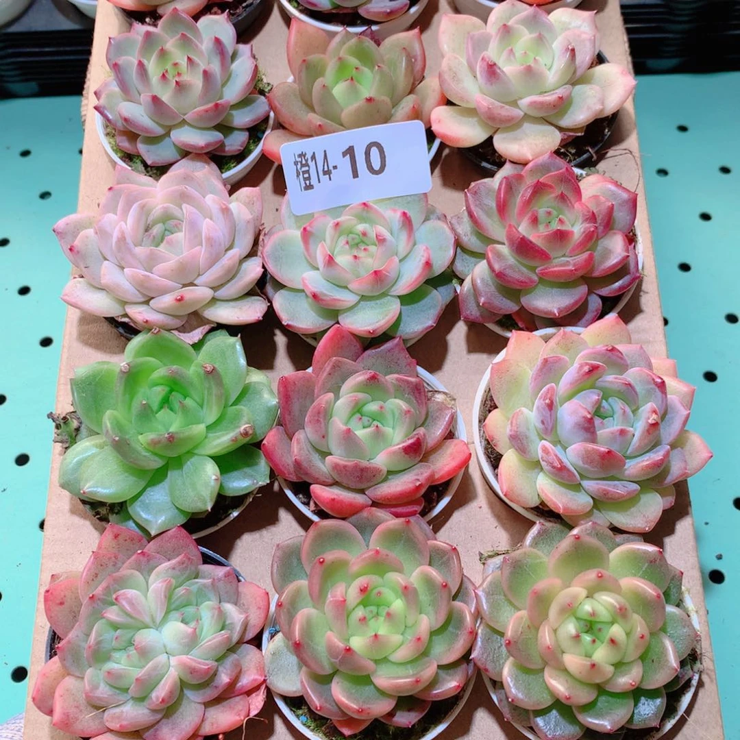 14-10一物一拍多肉带盆18颗