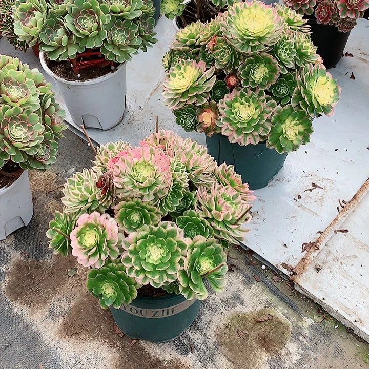 【闪购商品】z**v海鲜，多肉