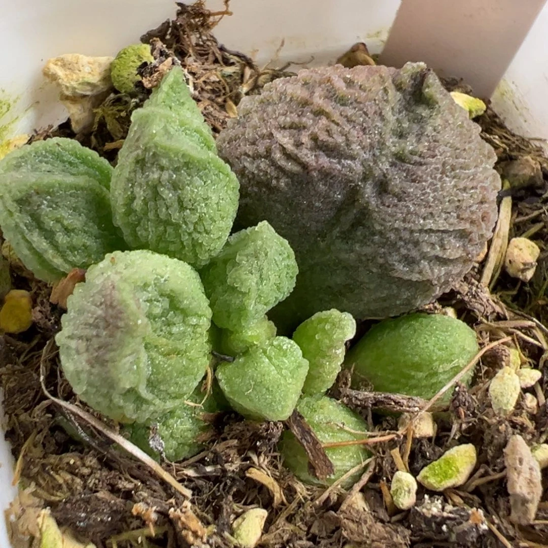 实生新品大苗多肉植物水泡多肉植物