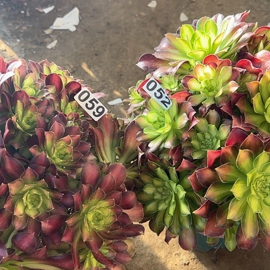 多肉植物两个法师