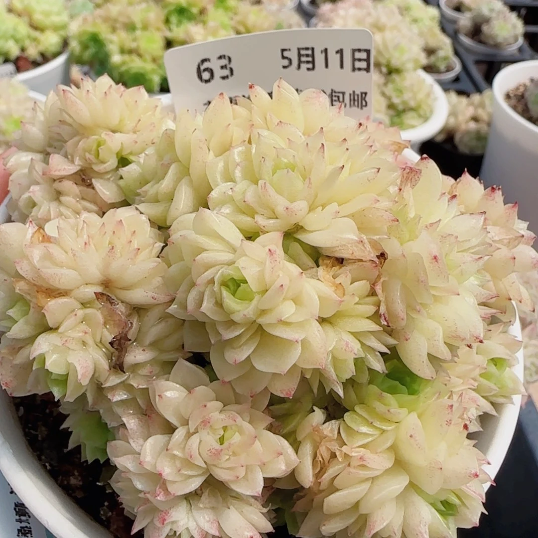 花语逸镜0511-63散