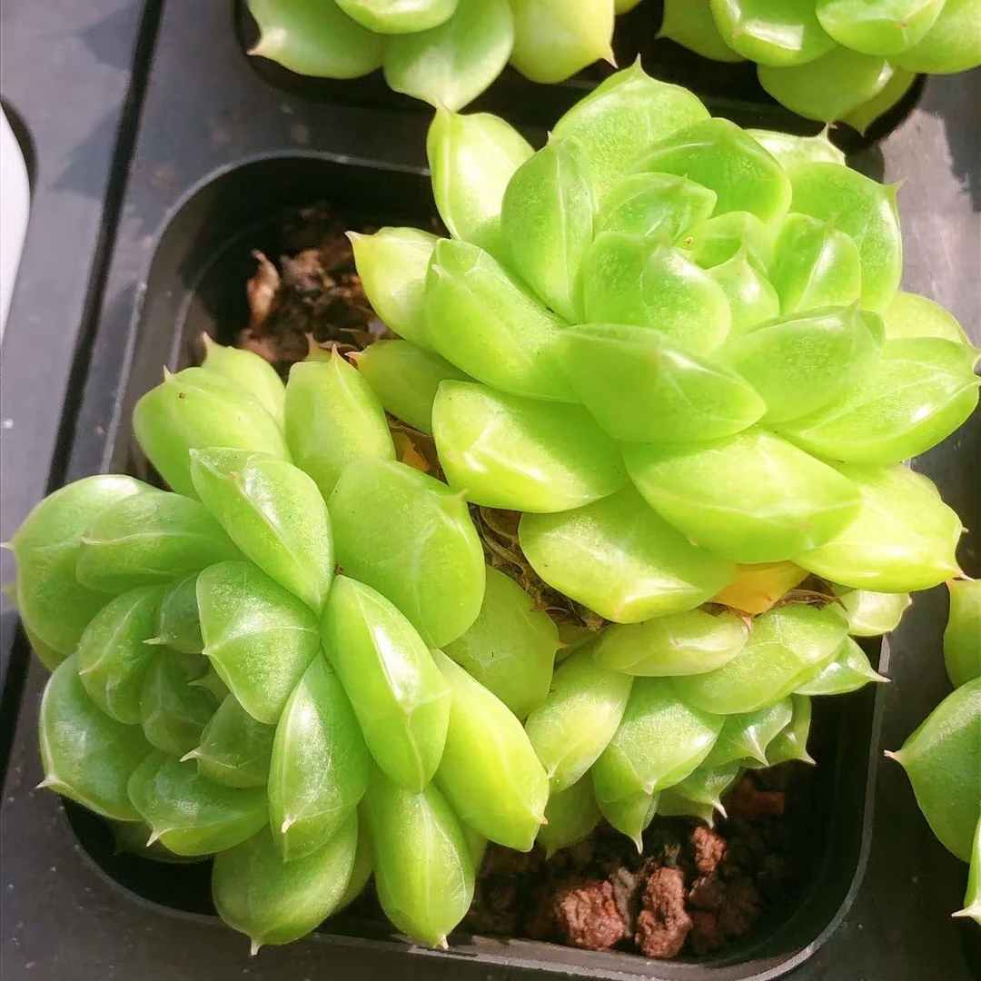 64号多肉植物  双头冰钻一颗（尺寸5-6左右）满28包邮除偏远