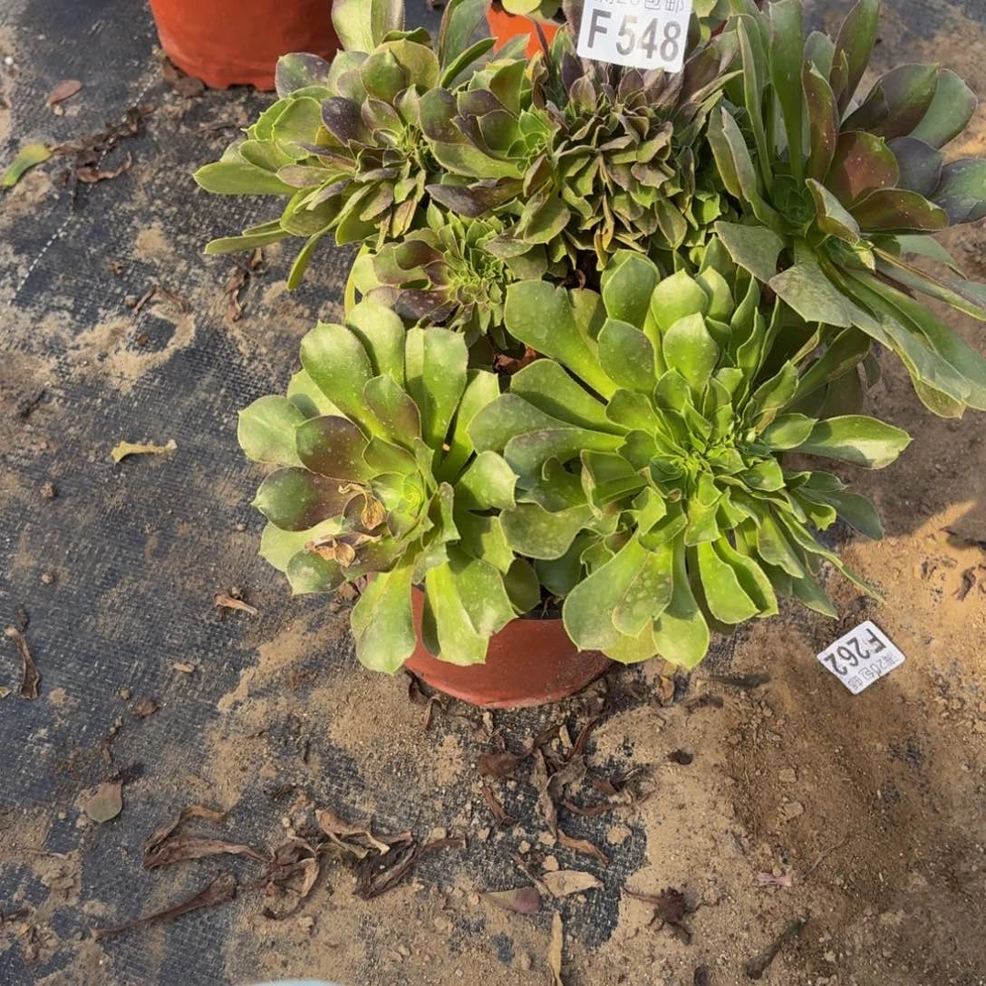548多肉植物捧花的时候