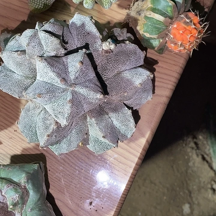 蛋***宝哈哈哈哈哈哈哈哈哈