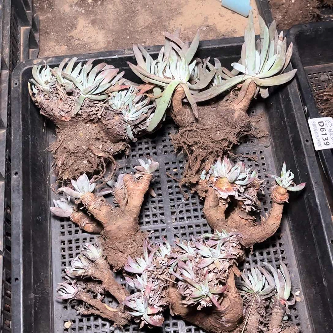 6146瑕疵处理多肉不售后