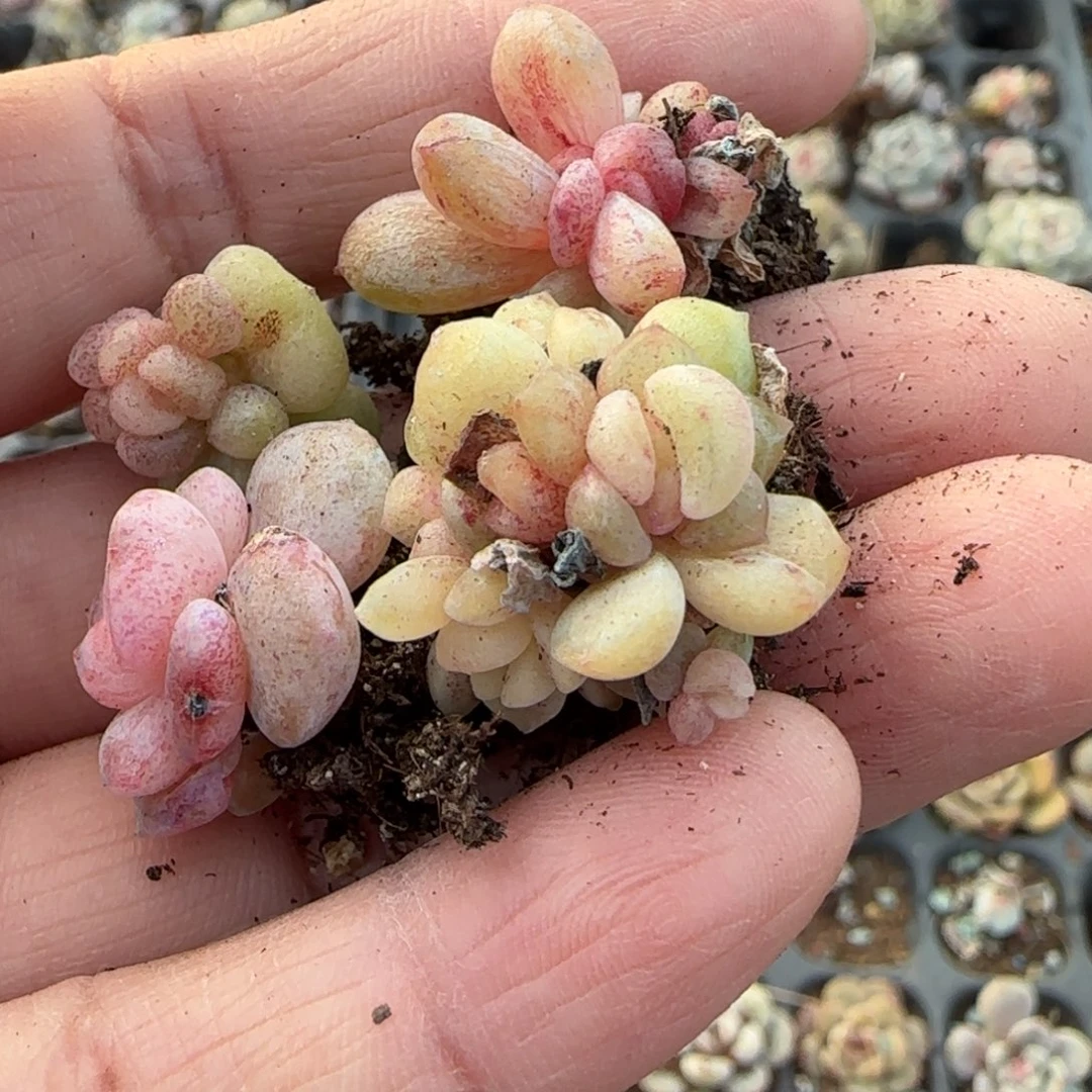 糖***i多肉小卡拉米糖心一物一拍