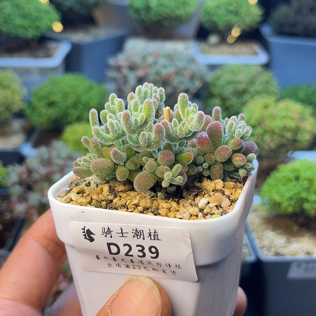 239优选冰晶枝干多肉