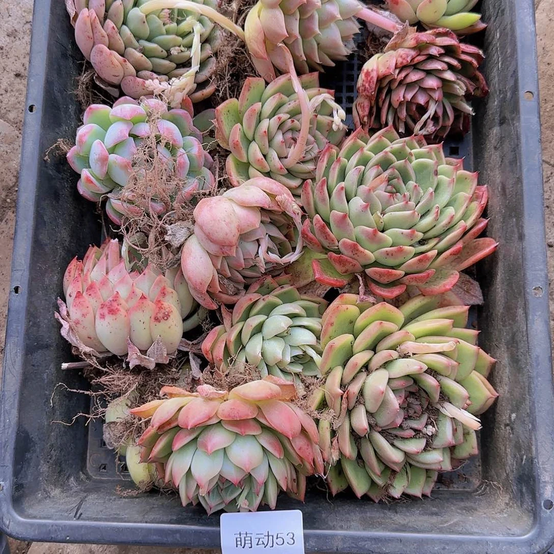 直播一物一拍多肉53