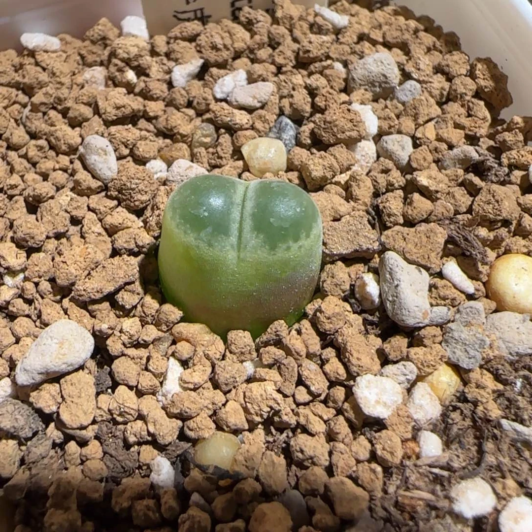 D****肉锥多肉植物组合-658