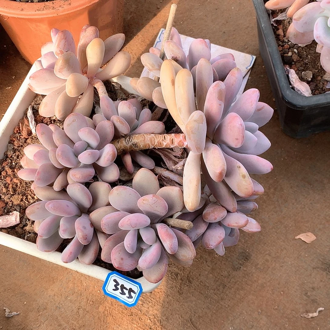 355拉拉奶一物一拍多肉