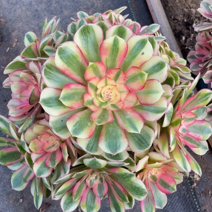 小*亮052荔枝精品法师多肉