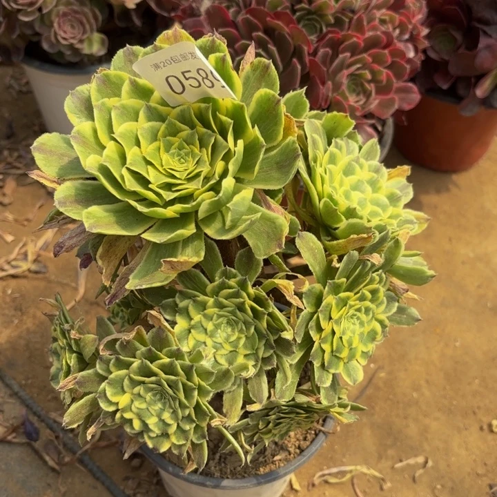 碧浪多肉处理不包断头0589