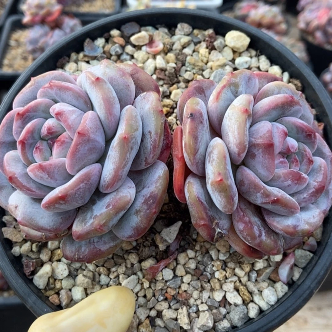 两头趴地粗腿搞定绿地紫心