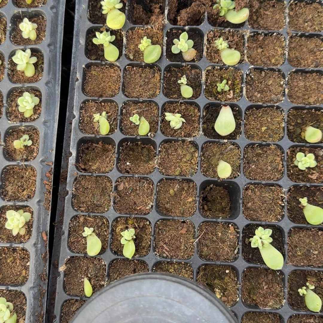 真捧2 穴一个满25包邮