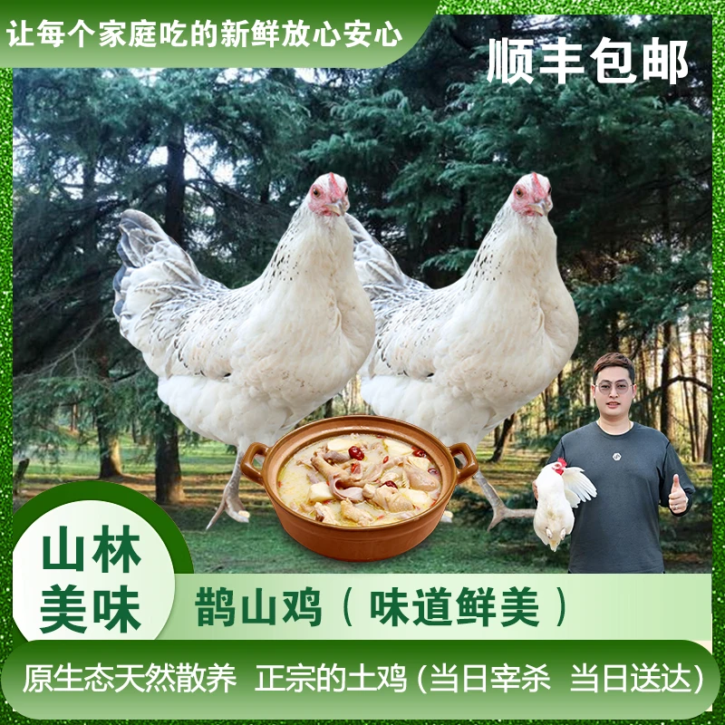 【鹊山鸡】山林散养正宗土鸡现宰现发煲汤肉香美味油少新鲜（鸡母）
