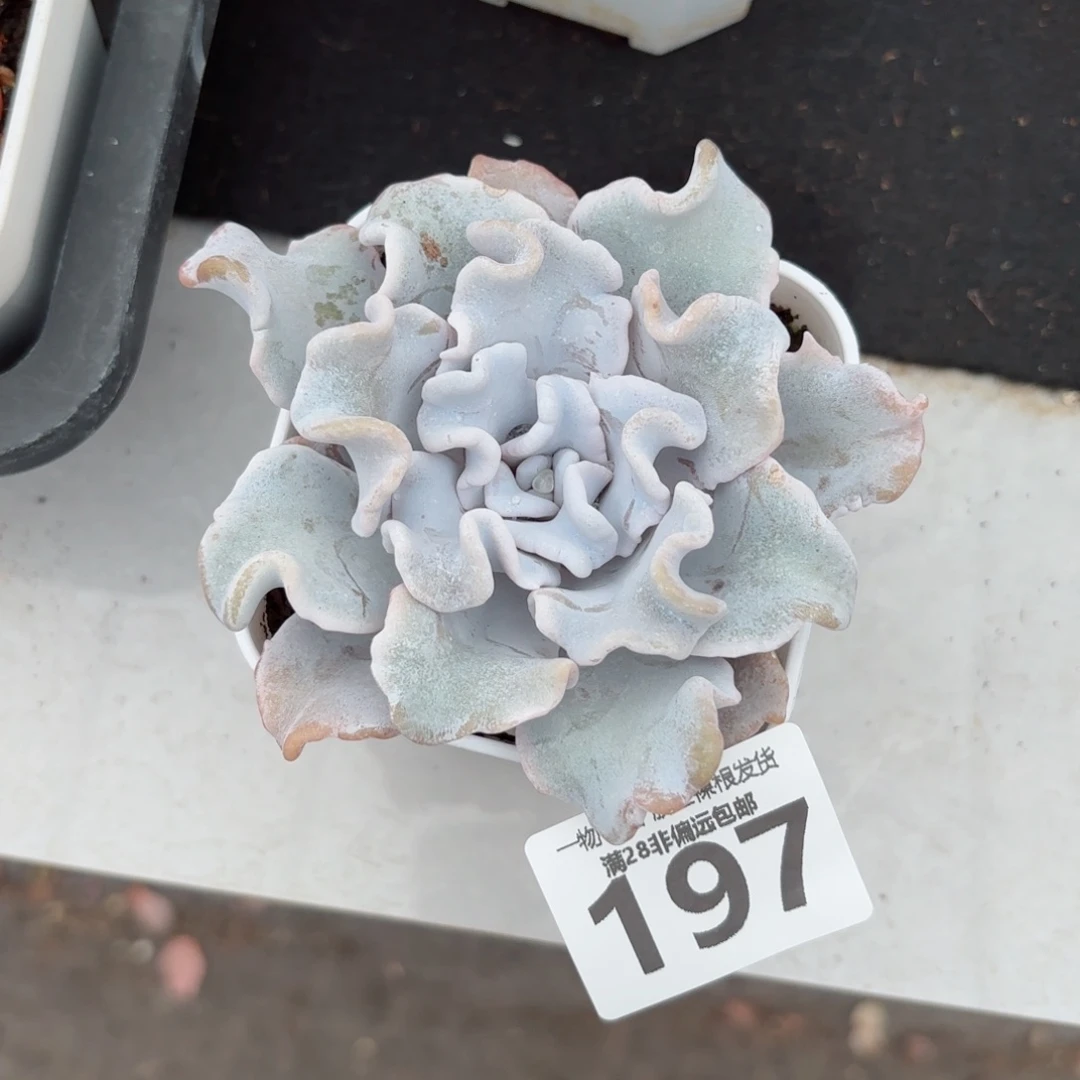 芭蕾舞者单头无盆土发货