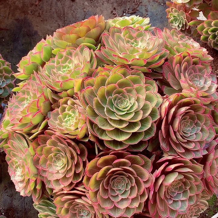 大莲花座，多肉植物