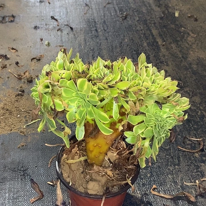 青檬锦缀多肉植物027