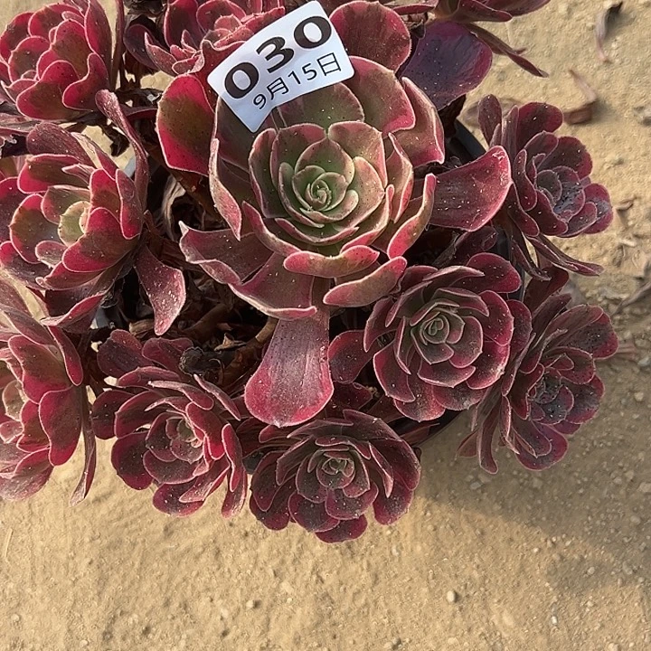 9.15-30爱神多肉植物3