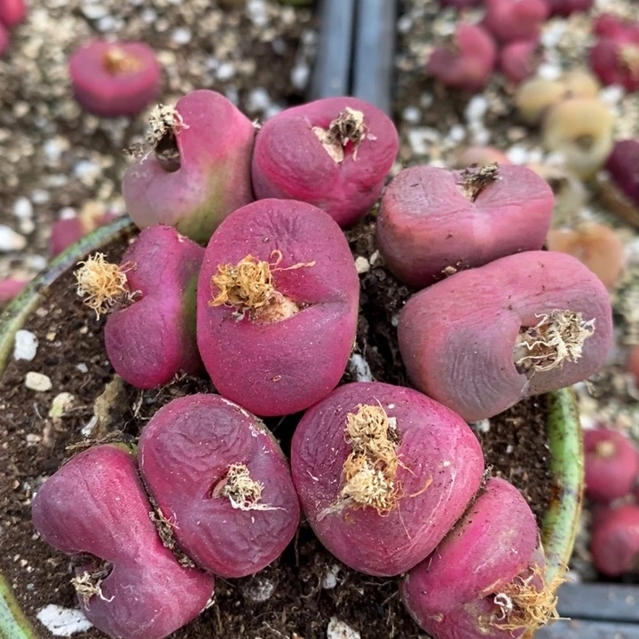 2103有伤一组一组