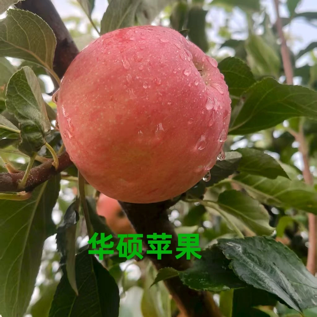 宁夏青铜峡农家自产华硕苹果，个大脆甜 ，色泽艳丽，口味独特